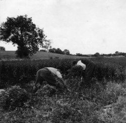 'Ronnie' and 'Pa' collecting Mint, 1959