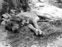 Let Sleeping Dogs Lie, 1960